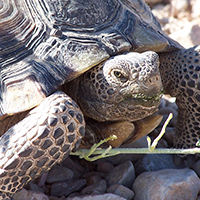DCP_Page_01_Tortoise